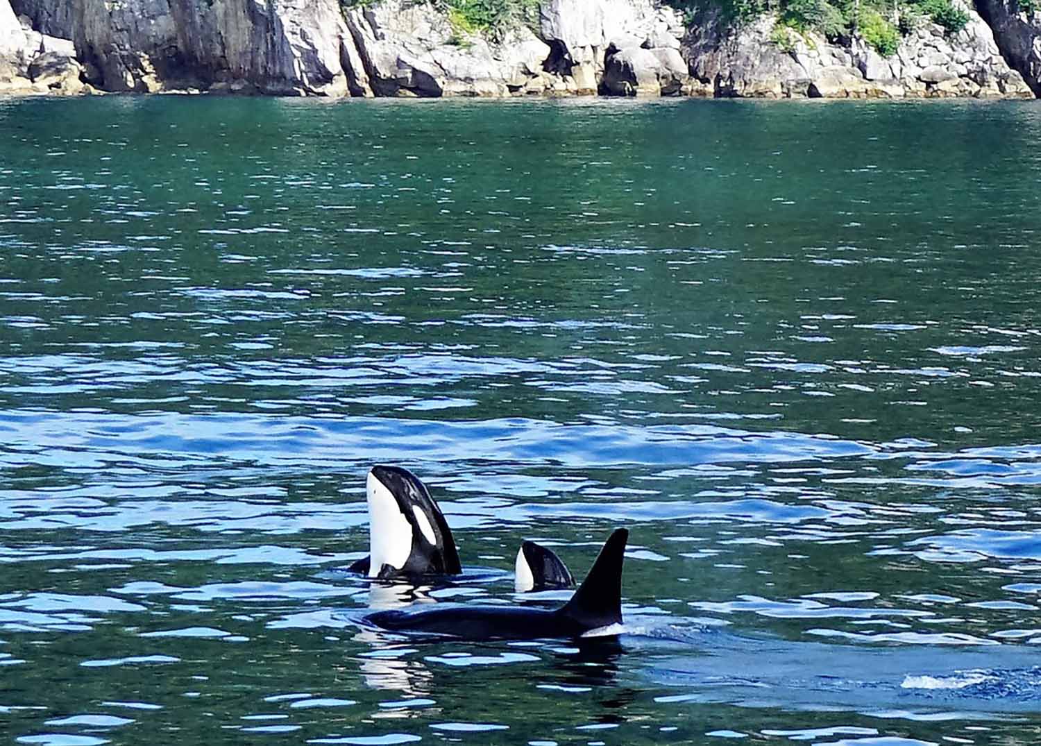 Killer whales, Alaska